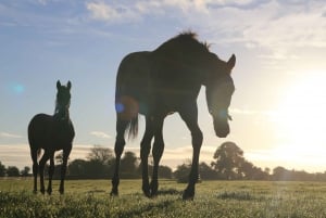 Kildare: Ierse Nationale Stoeterij & Tuinen