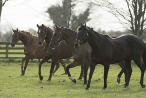 Kildare : Haras et jardins nationaux irlandais