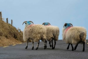 Anillo de Kerry/Península de Dingle: Tour privado de 2 días 6 plazas