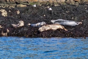 Havkajakkpadling fra Killiney Beach til Dalkey Island