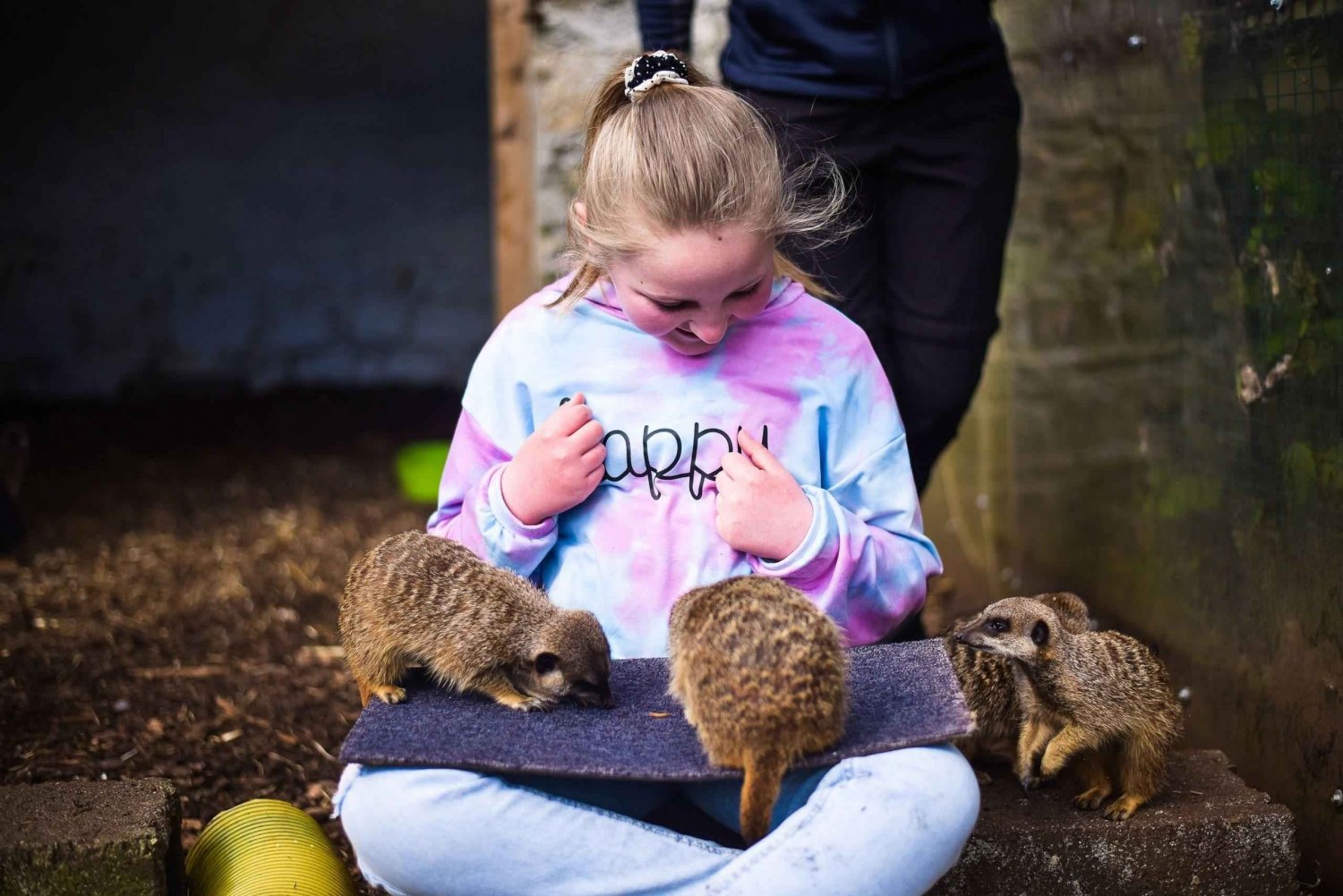 Wells House, Co Wexford: Entry, Picnic & Meerkat fun