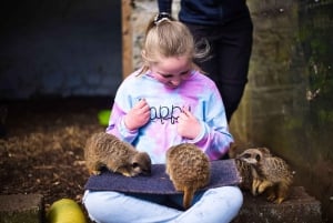 Wells House, Co Wexford: Wford Wellsford: Sisäänpääsy, piknik & Meerkat fun