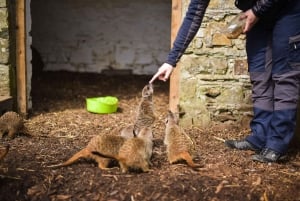 Wells House, Co Wexford: Inträde, picknick och surikat-skoj