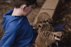 Wells House, Co Wexford: Wejście, piknik i zabawa z surykatką