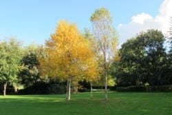 Merrion Square + Baggot Street Area