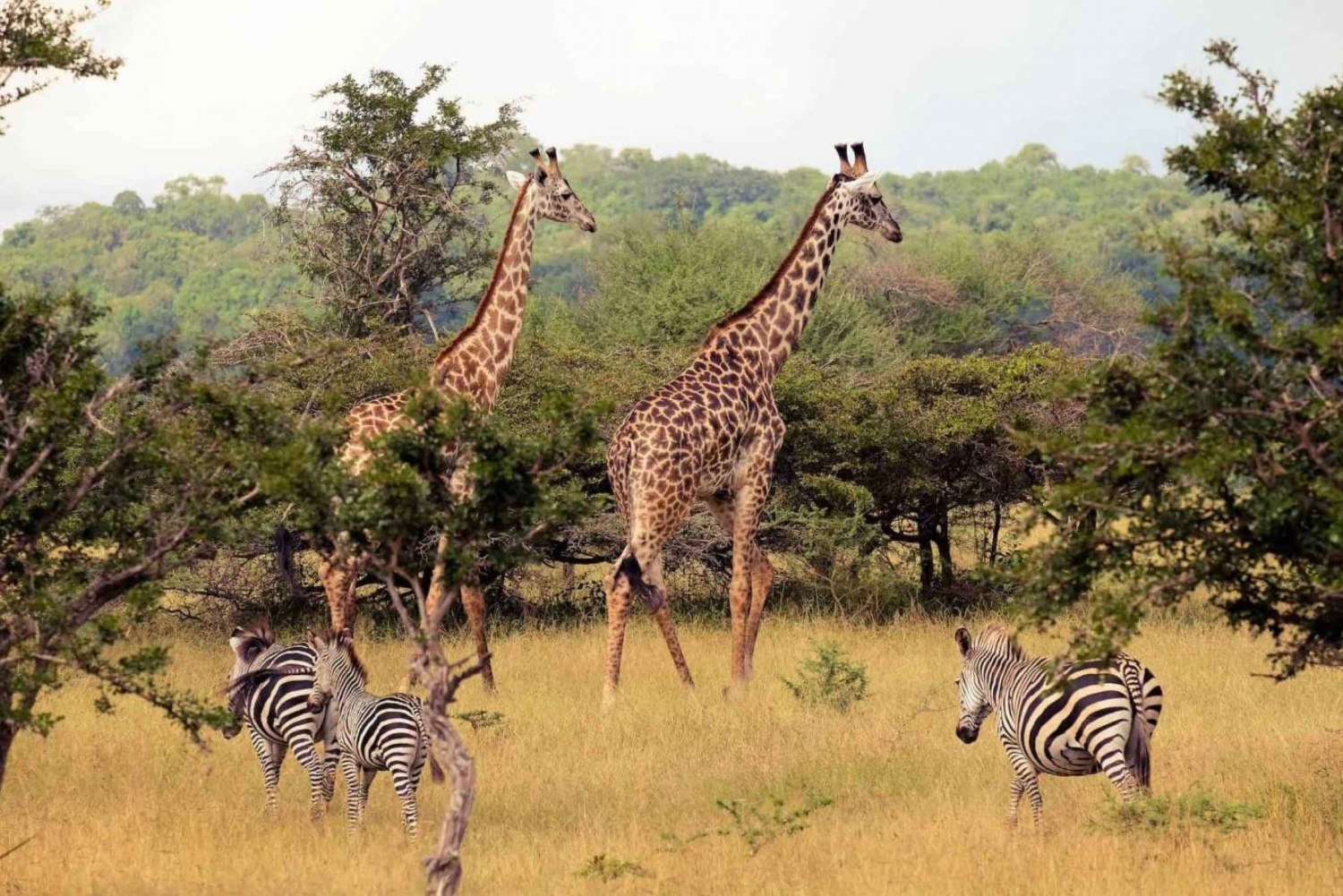 1/2 Day (Flexible) Tala Game Reserve & Lion Park from Durban