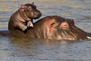 1/2 journée de safari en bateau à Isimangaliso au départ de Durban