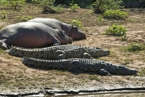 1/2 journée de safari en bateau à Isimangaliso au départ de Durban