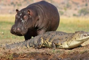 1/2 journée de safari en bateau à Isimangaliso au départ de Durban