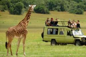 1/2 Day Phezulu Safari Park from Durban