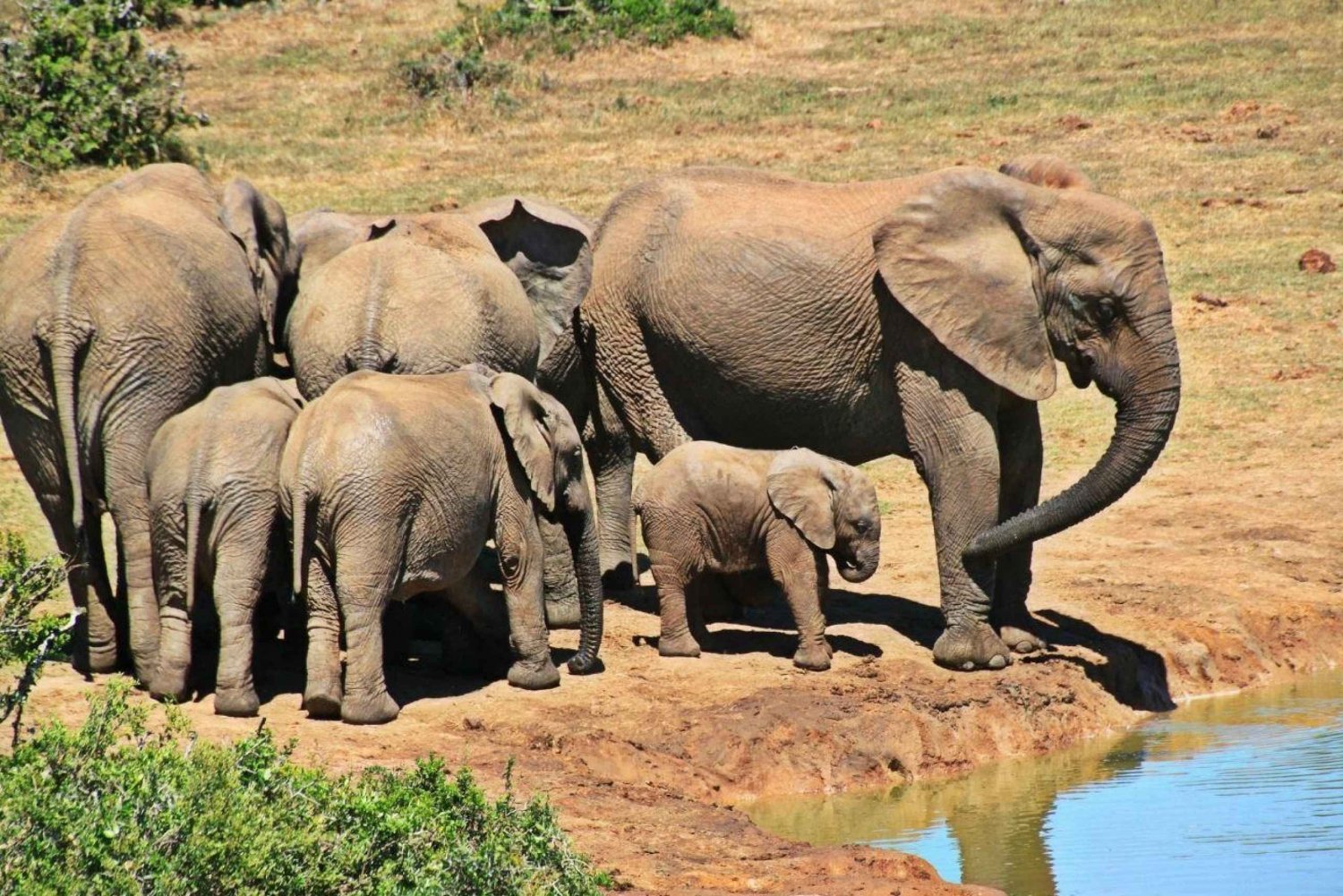 1/2 dag i Phezulu safaripark og Natal Lion Park fra Durban