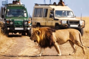 1/2 dag i Phezulu safaripark og Natal Lion Park fra Durban