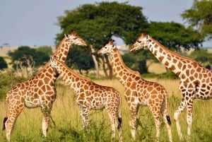 1/2 dag i Phezulu Safari Park og Natal Lion Park fra Durban