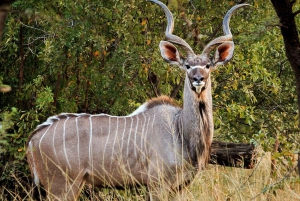 1/2 dag Phezulu safaripark & leeuwenpark in Natal vanuit Durban