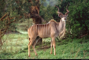 1/2 dag Phezulu safaripark & leeuwenpark in Natal vanuit Durban