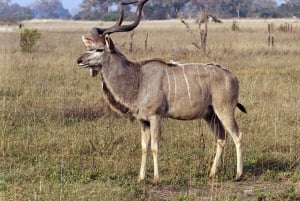ダーバン発 1/2 日のフェズル サファリ パークとナタール ライオン パーク