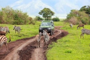 1/2 Day Private Tour Tala Game Reserve & Natal Lion Park