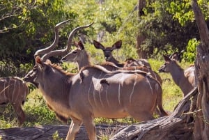 1/2 Day Tala Game Reserve & Lion Park Tour From Durban
