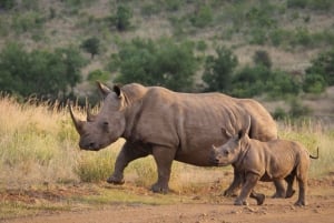 1/2 Day Tala Game Reserve & Lion Park Tour From Durban