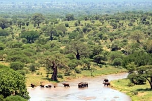 1/2 Day Tala Game Reserve & Lion Park Tour From Durban