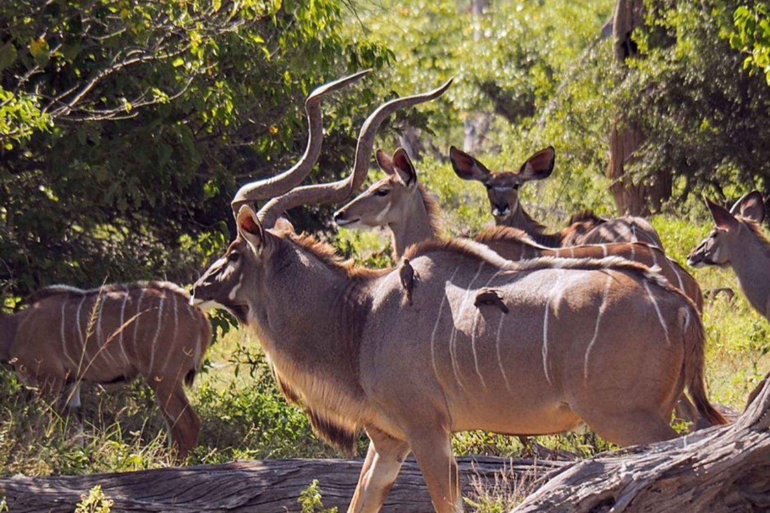1/2 päivä Tala Game Reserve & Phezulu Safari Park Durbanista käsin