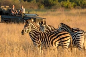 1/2 dag Tala wildreservaat & Phezulu safaripark vanuit Durban