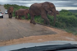 10 Day South Africa Tour Johannesburg to Cape Town