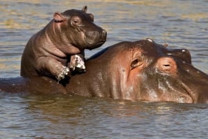 3 jours d'excursion à Hluhluwe et Isimangaliso Wetlands Pk au départ de Durban