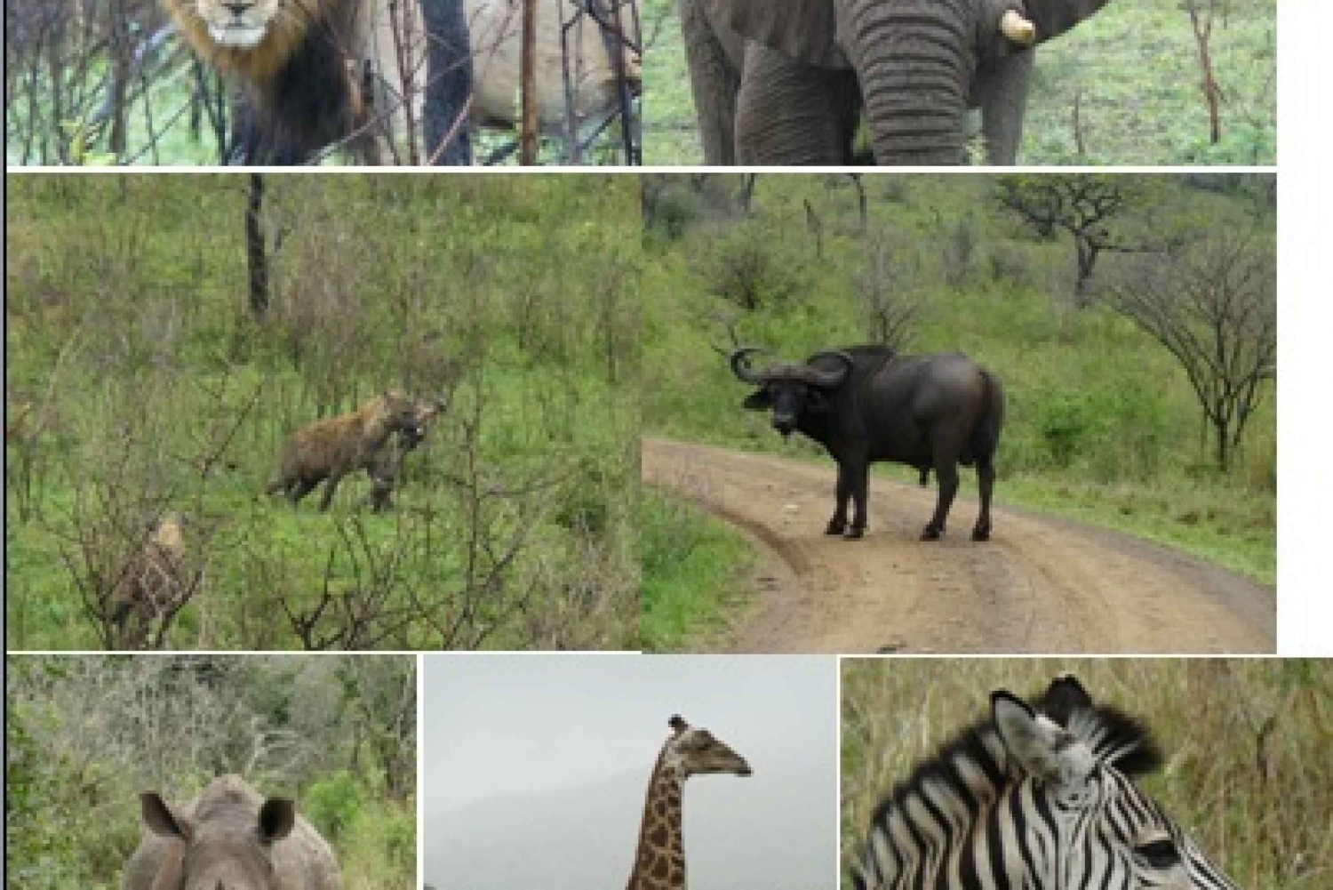 3-Day Hluhluwe Umfolozi Game Reserve & St. Lucia Safari