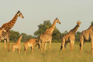 5 Day Zululand Private Tour From Durban