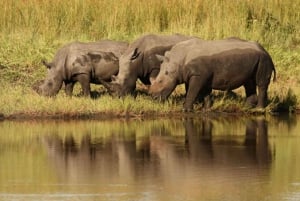 Safari privé de 5 jours dans le Zululand au départ de Durban, plus Drakensberg M