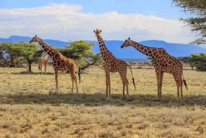 5-dniowe safari Zululand Pvt z Durbanu plus Drakensberg M