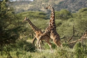 Safari privé de 5 jours dans le Zululand au départ de Durban, plus Drakensberg M