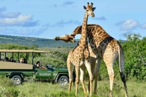 5-Day Zululand Tour - Hluhluwe, Isimangaliso and Drakensberg