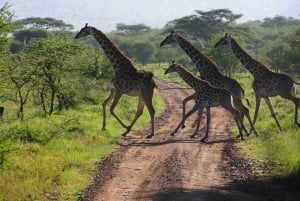 5-Day Zululand Tour - Hluhluwe, Isimangaliso and Drakensberg