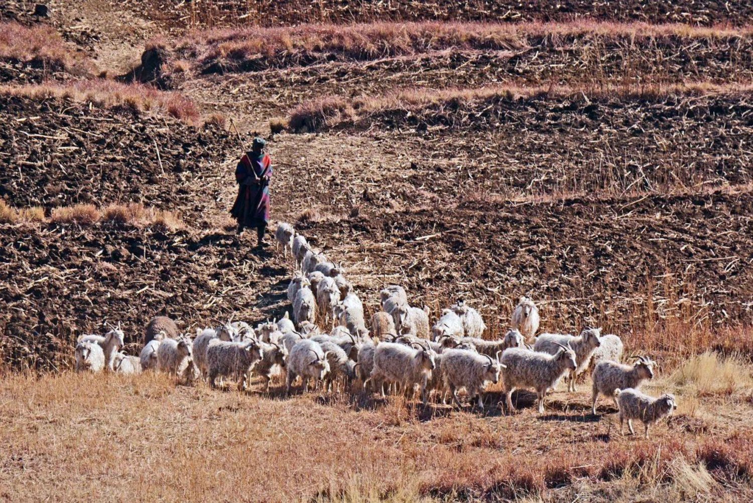 Addo-olifanten met Lesotho & Drankensburg-wandeling 7-daagse tour