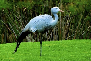 ½ Day iSimangaliso Boat Safari Tour From Durban