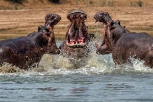 ½ Day iSimangaliso Boat Safari Tour From Durban