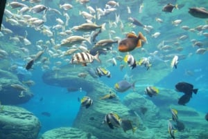 Entdecke Durban: Ein dreitägiger Ausflug von Eswatini