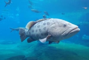 Entdecke Durban: Ein dreitägiger Ausflug von Eswatini