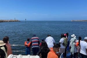 Durban: 1-Hour Boat Cruise from Wilson's Wharf