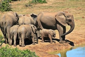 Durban: 2-Day Hluhluwe Imfolozi and Isimangaliso Tour