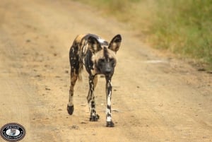 Durban:3 Day Hluhluwe-Imfolozi Park, St Lucia, iSimangaliso