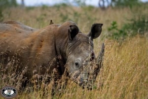 Durban:3 Day Hluhluwe-Imfolozi Park, St Lucia, iSimangaliso