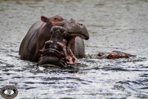 Durban:3 Day Hluhluwe-Imfolozi Park, St Lucia, iSimangaliso