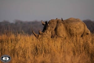 Durban:3 Day Hluhluwe-Imfolozi Park, St Lucia, iSimangaliso