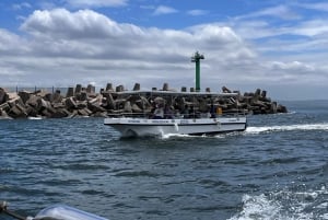 Durban: 30-Minute Harbor Boat Cruise