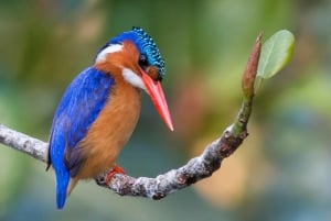 Durban: Birdwatching Tour