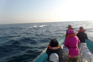 Durban: Boat-Based Whale Watching Experience