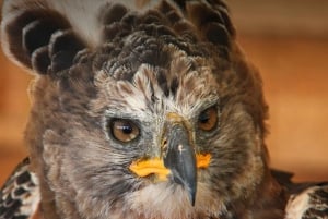 Durban: Dlinza Forest Birdwatching Tour